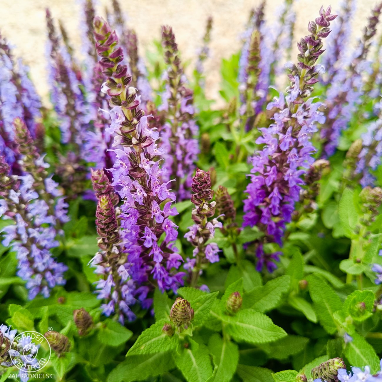 Obrázok Veronika špicatá (Veronica spicata) ‘ANNIVERSARY BLUE’ - kont. C1L